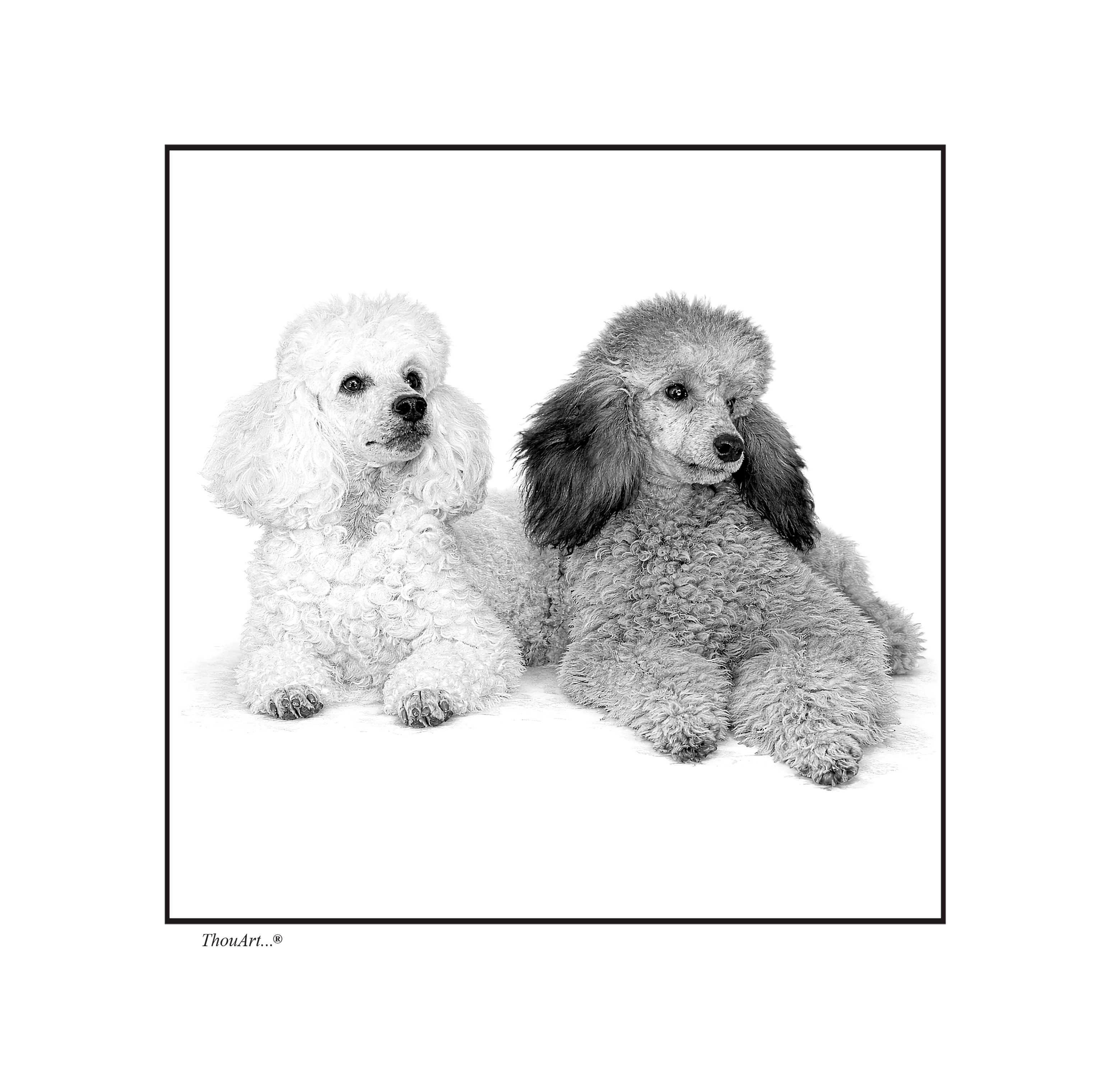 POODLES