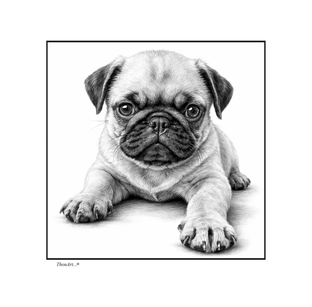 PUG Puppy
