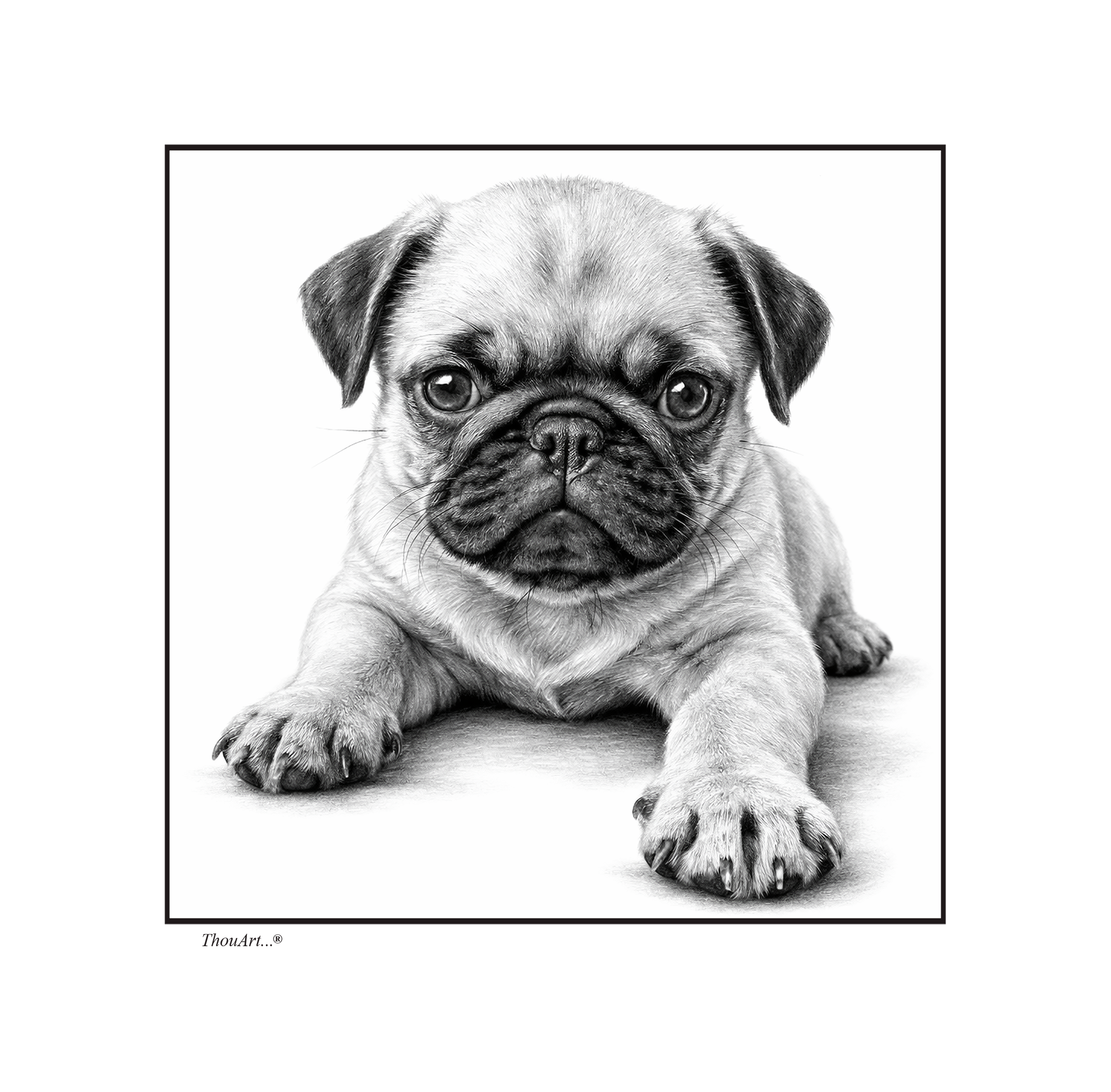PUG Puppy